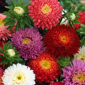 Powder Puff China Aster Seeds For Planting (Callistephus chinensis)