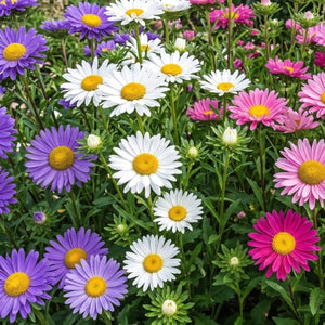 China Aster Seeds For Planting, Single Blend (Callistephus chinensis)