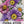 China Aster Seeds For Planting, Single Blend (Callistephus chinensis)