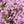Pink Baby's Breath Seeds For Planting (Gypsophila elegans)