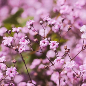 Pink Baby's Breath Seeds For Planting (Gypsophila elegans)