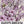 Pink Baby's Breath Seeds For Planting (Gypsophila elegans)