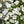 Baby's Breath Seeds For Planting (Gyposophila elegans)