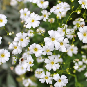 Baby's Breath Seeds For Planting (Gyposophila elegans)