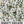 Baby's Breath Seeds For Planting (Gyposophila elegans)