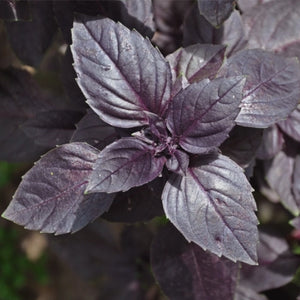 Dark Opal Basil Seeds For Planting (Ocimum basilicum)