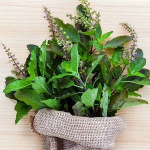 Holy Basil Herb Seeds For Planting (Ocimum sanctum)