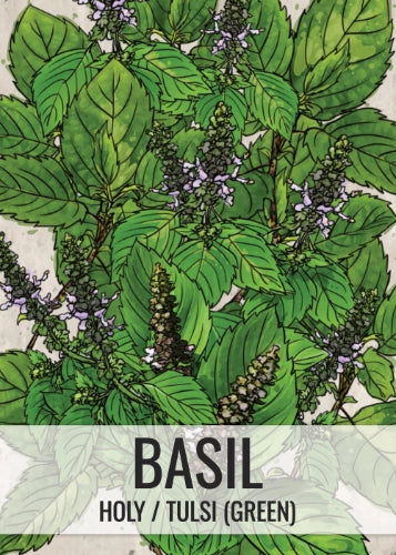 Holy Basil Herb Seeds For Planting (Ocimum sanctum)