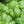Italian Large Leaf Basil Seeds For Planting (Ocimum basilicum)