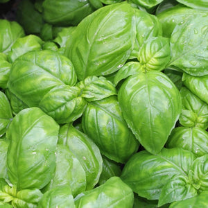 Italian Large Leaf Basil Seeds For Planting (Ocimum basilicum)