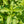 Lemon Basil Seeds For Planting (Ocimum basillicum citriodorum)
