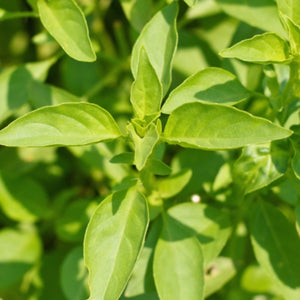 Lemon Basil Seeds For Planting (Ocimum basillicum citriodorum)