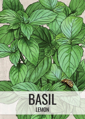 Lemon Basil Seeds For Planting (Ocimum basillicum citriodorum)
