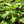 Lime Basil Seeds For Planting (Ocimum x citriodorum)