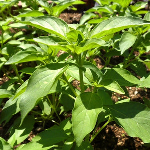 Lime Basil Seeds For Planting (Ocimum x citriodorum)