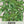 Lime Basil Seeds For Planting (Ocimum x citriodorum)