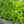 Spicy Globe Basil Seeds For Planting (Ocimum basilicum)