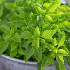 Spicy Globe Basil Seeds For Planting (Ocimum basilicum)