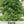 Spicy Globe Basil Seeds For Planting (Ocimum basilicum)