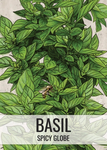 Spicy Globe Basil Seeds For Planting (Ocimum basilicum)