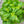 Sweet Basil Herb Seeds For Planting (Ocimum basilicum)
