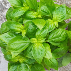 Sweet Basil Herb Seeds For Planting (Ocimum basilicum)