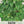 Sweet Basil Herb Seeds For Planting (Ocimum basilicum)