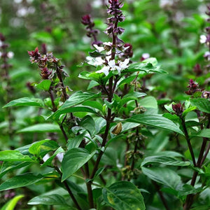 Thai Basil Seeds For Planting (Ocimum basilicum)