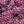 Dwarf Pink Alyssum Seeds For Planting (Lobularia maritima)