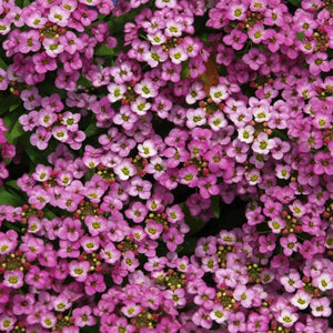 Dwarf Pink Alyssum Seeds For Planting (Lobularia maritima)
