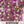 Dwarf Pink Alyssum Seeds For Planting (Lobularia maritima)