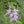 Spotted Bee Balm Seeds For Planting, Horsemint (Monarda punctata)