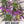 Spotted Bee Balm Seeds For Planting, Horsemint (Monarda punctata)