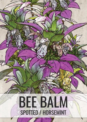 Spotted Bee Balm Seeds For Planting, Horsemint (Monarda punctata)