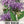 Wild Bee Balm Seeds For Planting (Monarda fistulosa)