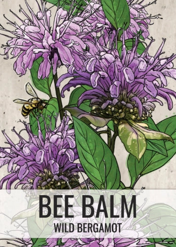 Wild Bee Balm Seeds For Planting (Monarda fistulosa)