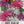 Panorama Blend Bee Balm Seeds For Planting (Monarda didyma)