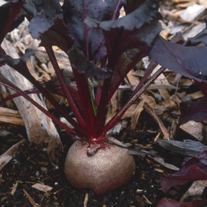 Bulls Blood Beet Seeds For Planting (Beta vulgaris)