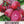 Chioggia Beet Seeds For Planting (Beta vulgaris)