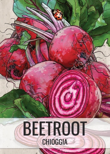 Chioggia Beet Seeds For Planting (Beta vulgaris)