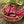 Cylindra Beet Seeds For Planting (Beta vulgaris)