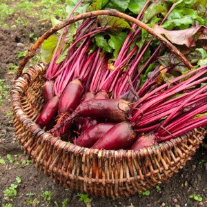 Cylindra Beet Seeds For Planting (Beta vulgaris)