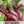 Cylindra Beet Seeds For Planting (Beta vulgaris)