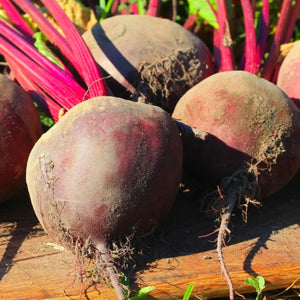 Early Wonder Tall Top Beet Seeds For Planting (Beta vulgaris)