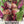 Early Wonder Tall Top Beet Seeds For Planting (Beta vulgaris)