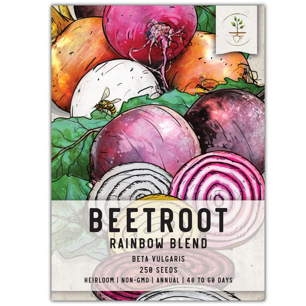 Rainbow Mixed Beet Seeds For Planting (Beta vulgaris)