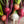 Rainbow Mixed Beet Seeds For Planting (Beta vulgaris)