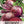 Ruby Queen Beet Seeds For Planting (Beta vulgaris)