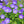 Tussock Bellflower Seeds For Planting (Campanula carpatica)