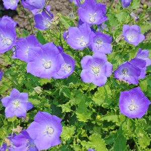 Tussock Bellflower Seeds For Planting (Campanula carpatica)
